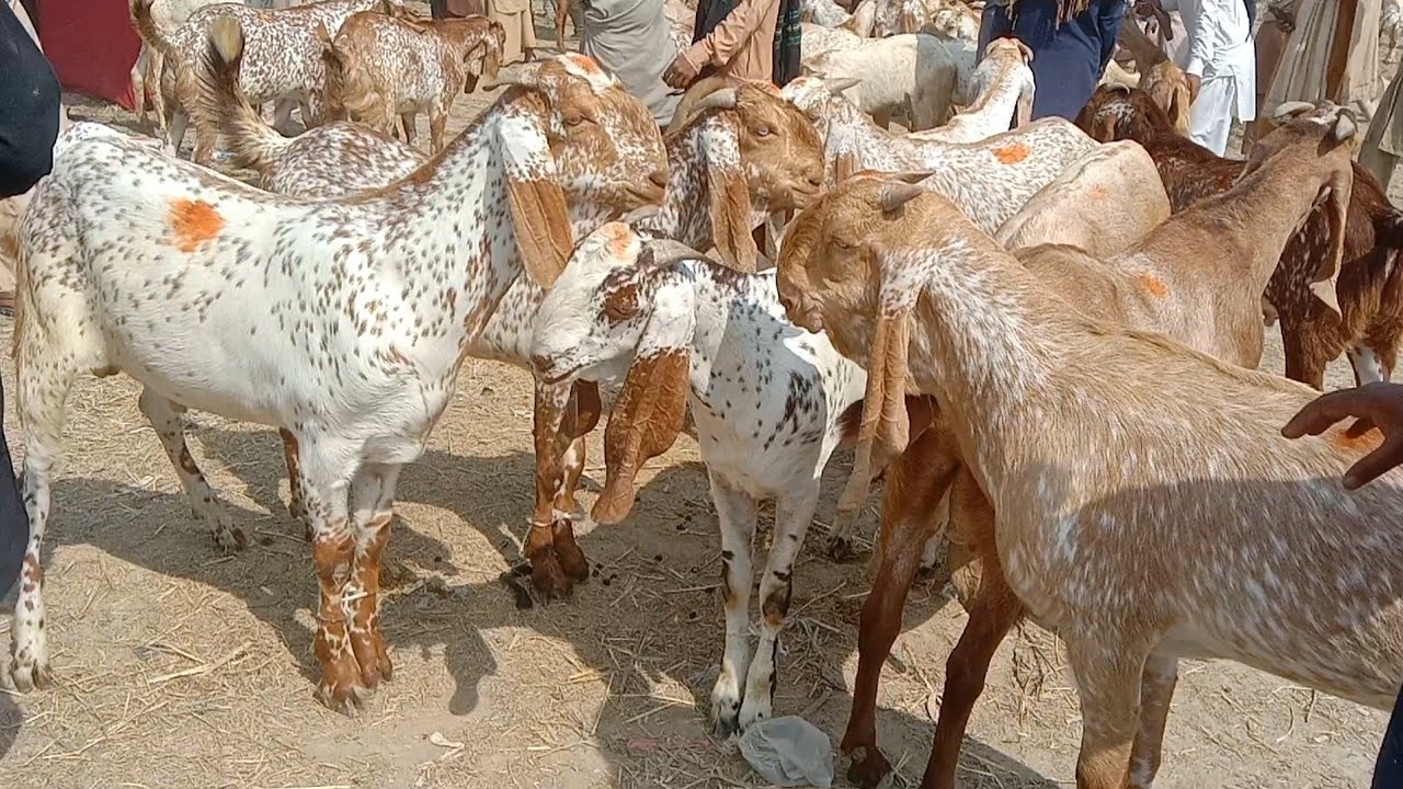 رمضان المبارک میں بہت بڑی آفر کھسی بکرے بلکل سستے|goat farming |alsyedgoatfarm |