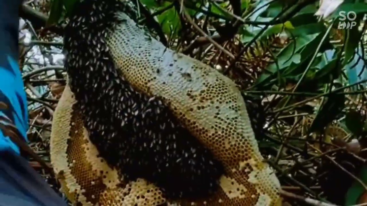 The elephant hornet is very big, brother.🐝#bee #wildlife #beefeater