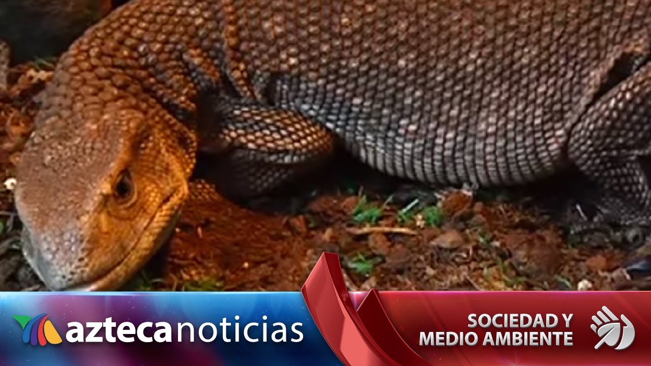 ¿Puede un varano de la sabana ser domesticado?