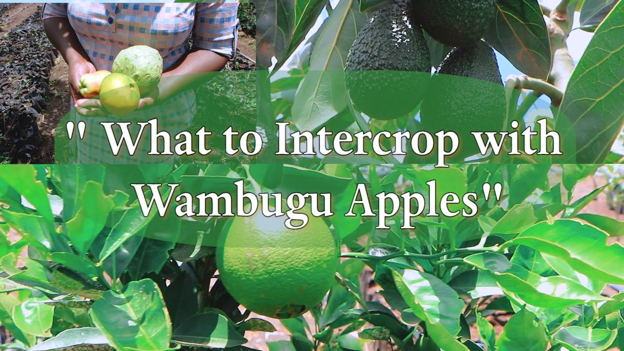 WHAT TO INTERCROP WITH WAMBUGU APPLES