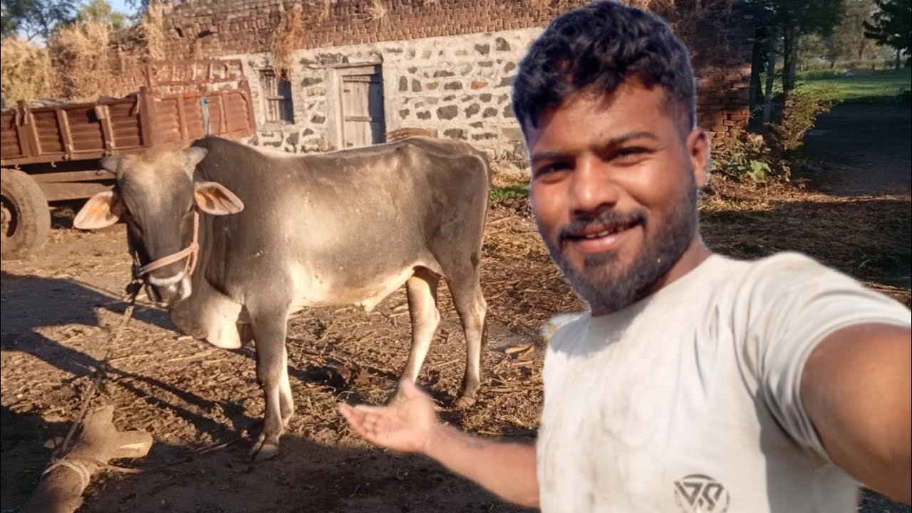 Bull Muzh Par Ghusa Ho Gaya 😥