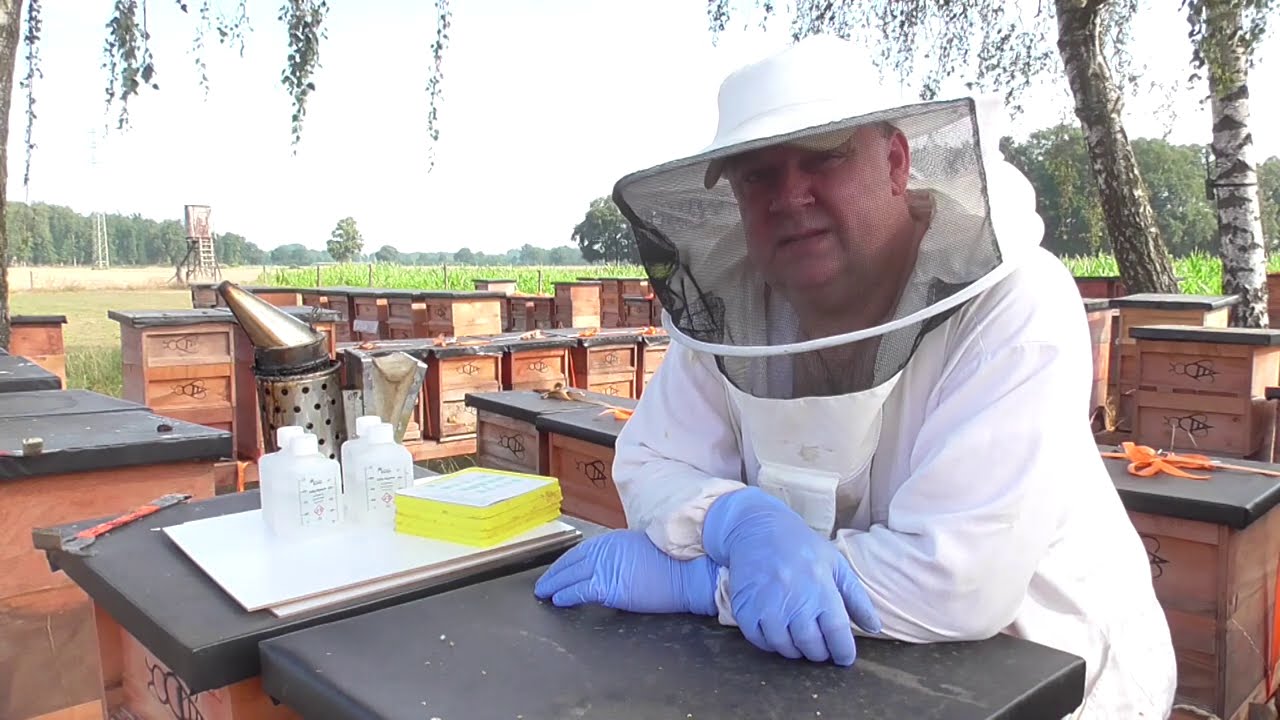 Bienen Imkerei, Arbeiten im August!