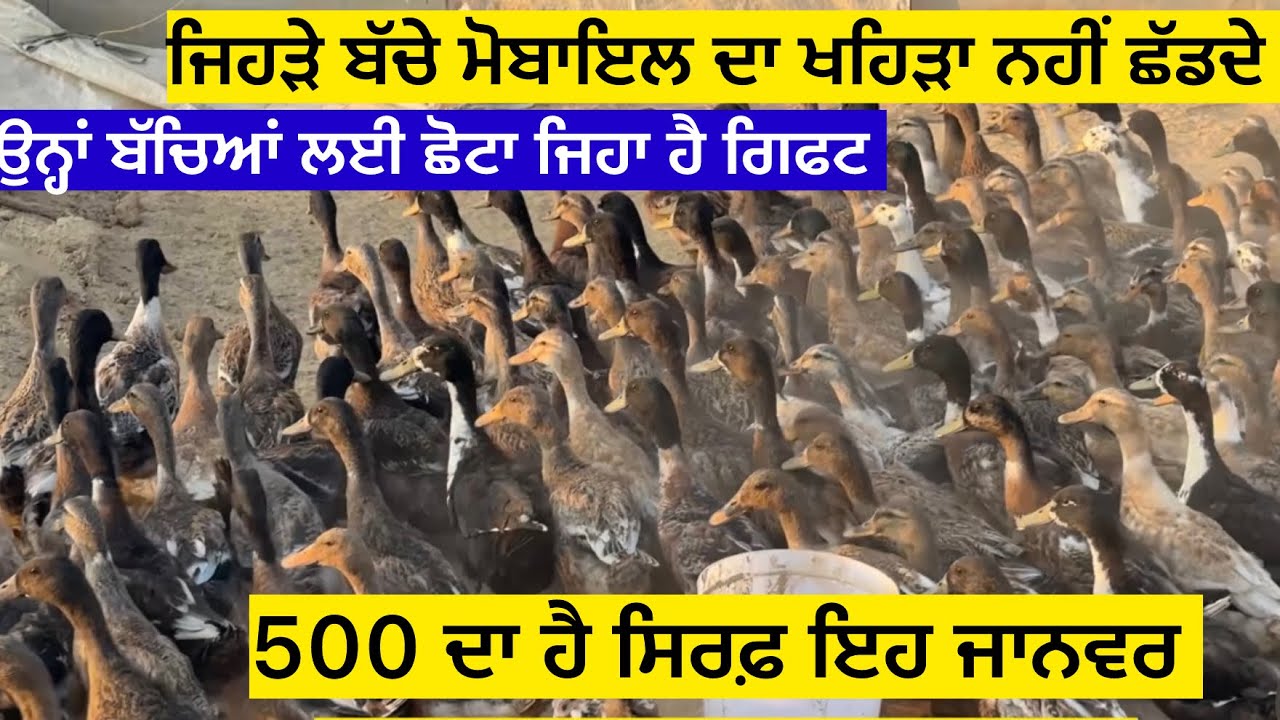 ਜਿਹੜੇ ਬੱਚੇ ਮੋਬਾਇਲ ਦਾ ਖਹਿੜਾ ਨਹੀਂ ਛੱਡਦੇ, ਬੱਚਿਆਂ ਲਈ ਛੋਟਾ ਜਿਹਾ ਗਿਫਟ,500 ਦਾ ਹੈ ਸਿਰਫ਼ ਇਹ ਜਾਨਵਰ 