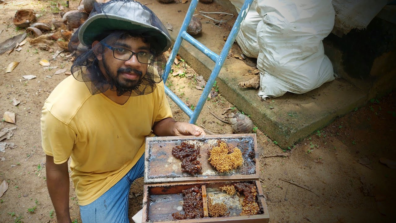 Honey harvesting from wooden box