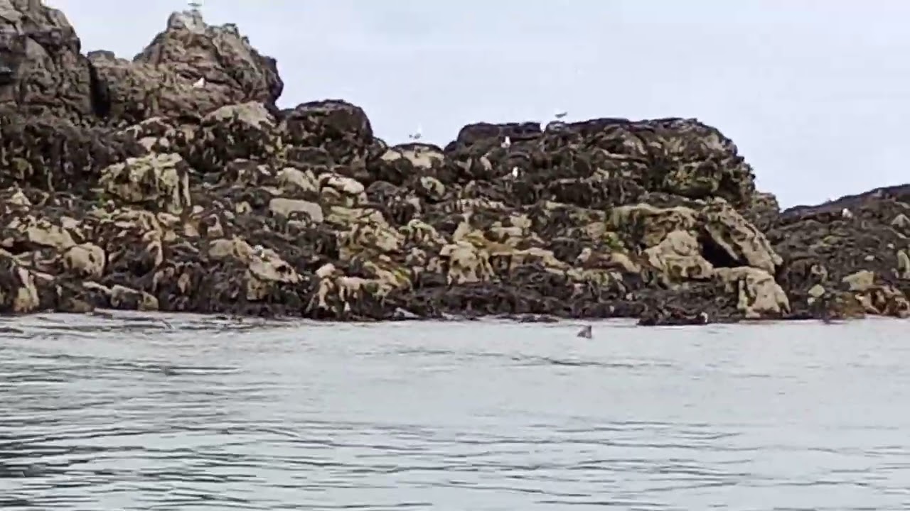 Seacoast Safari part eight 
