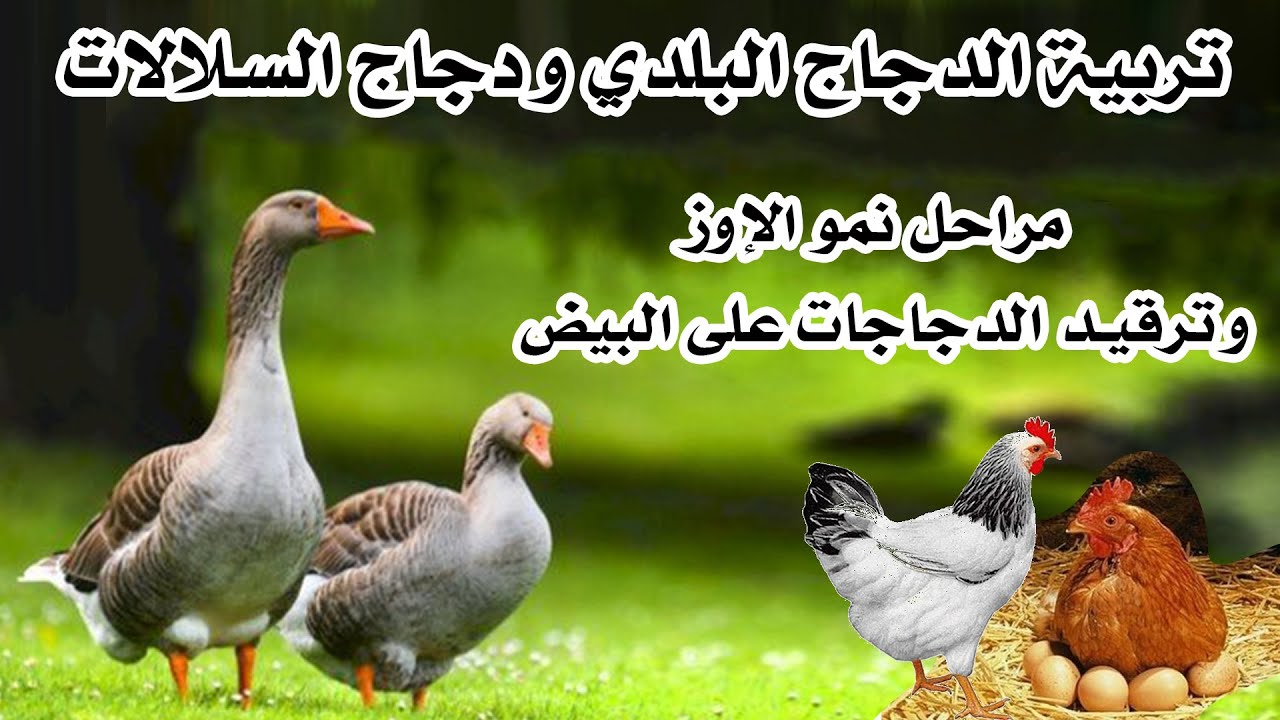 تربية الدجاج البلدي و دجاج السلالات : مراحل نمو الإوز وترقيد الدجاجات على البيض