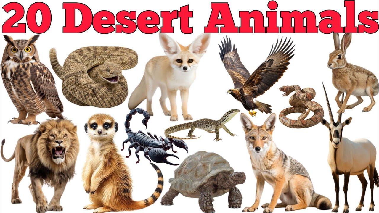 20 Desert Animals Names In English & Hindi With Fun Facts | Fun Learning For Pre-school Children