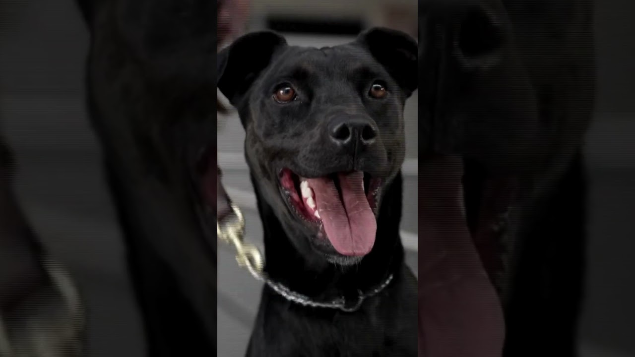 🐶Perros rescatados ayudan a M&eacute;xico contra peligrosa plaga ganadera 🪱🚫