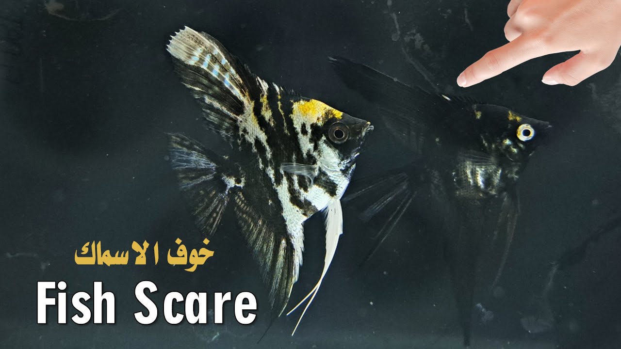 Fish hiding Reduce the sound of the air pump Fish tank lighting