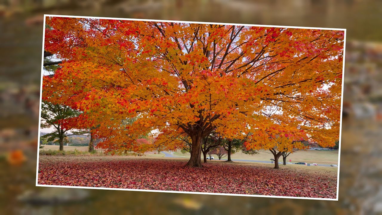 Nature | Colors of Autumn in 4K