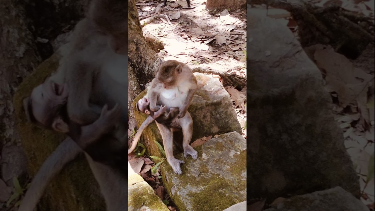 unbelievable monkey 🐒🐵 weaning baby monkey 🐒🐵 Elena #babymonkey #monkeysr #shorts #short