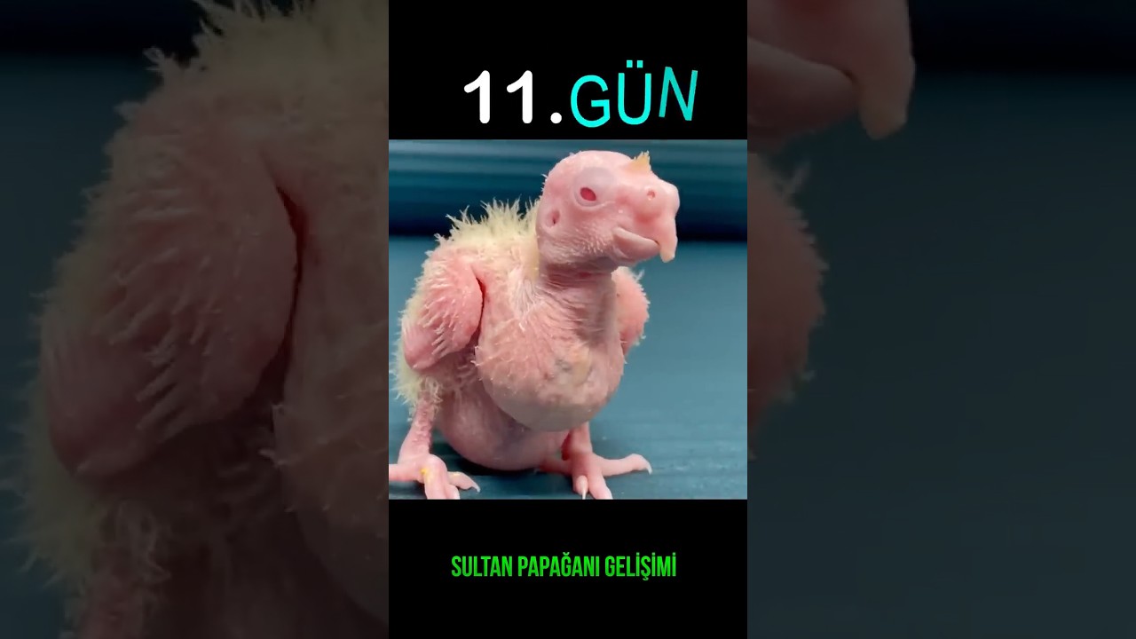 Yavru sultan papağanı 30 g&uuml;nde nasıl b&uuml;y&uuml;yor #shorts #cockatiel