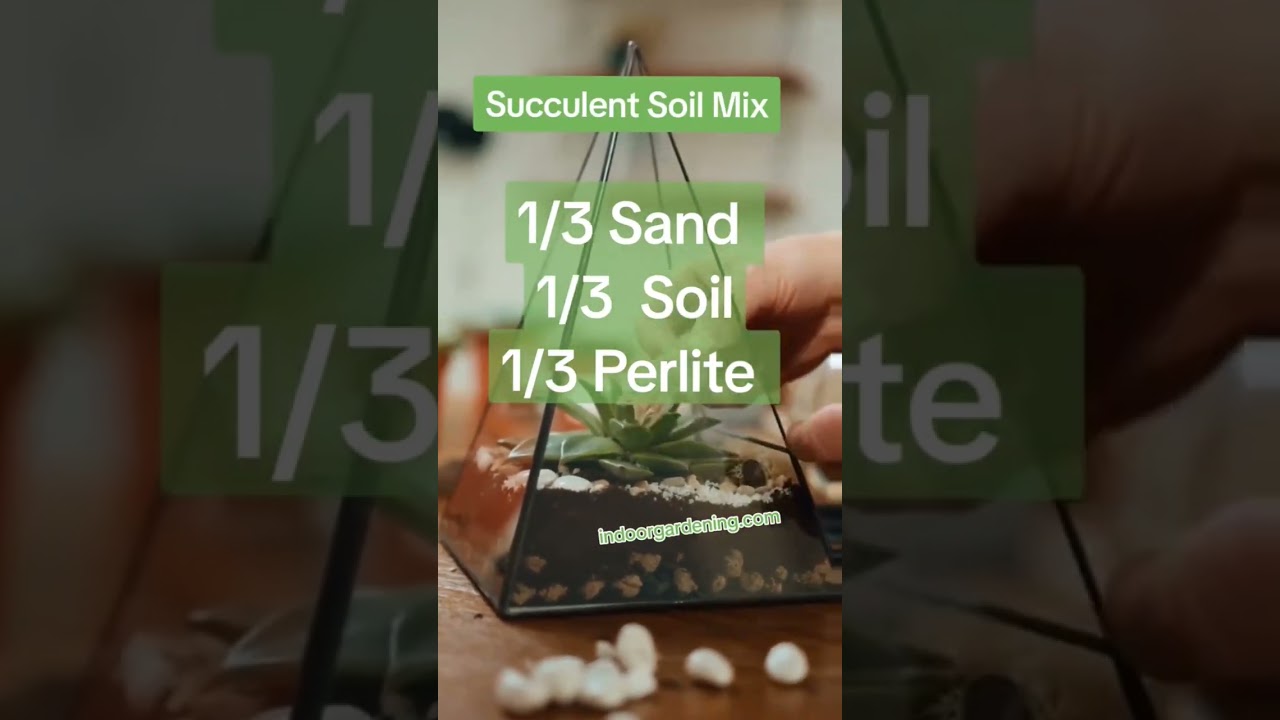 Best Succulent Soil Mix 