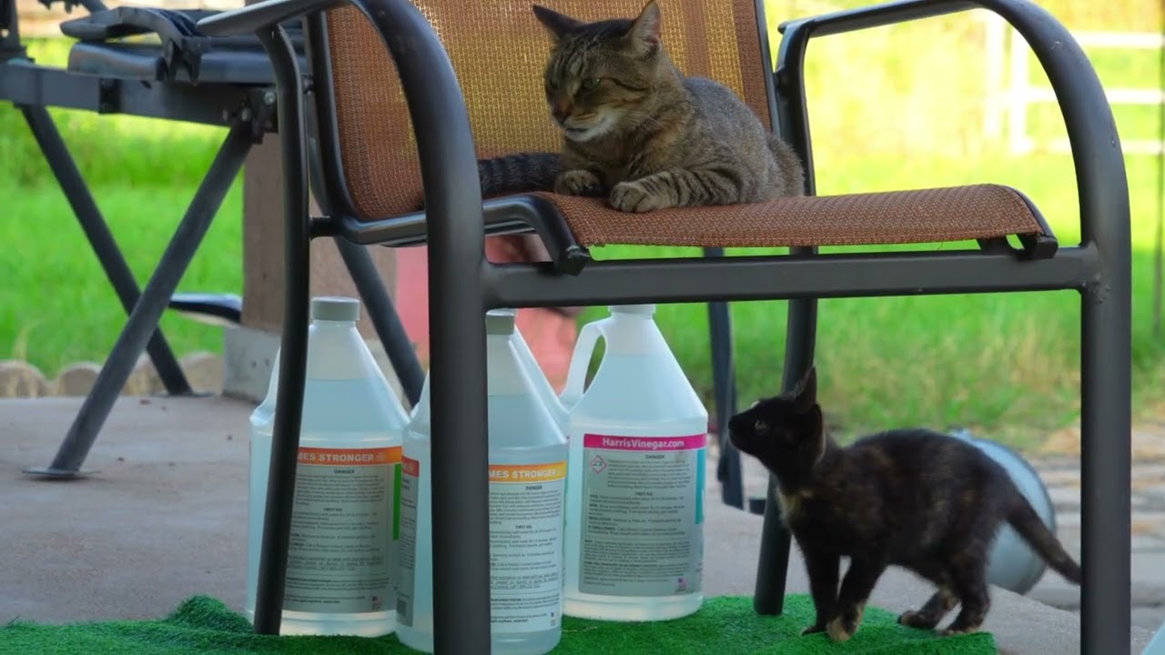 Cats on the porch