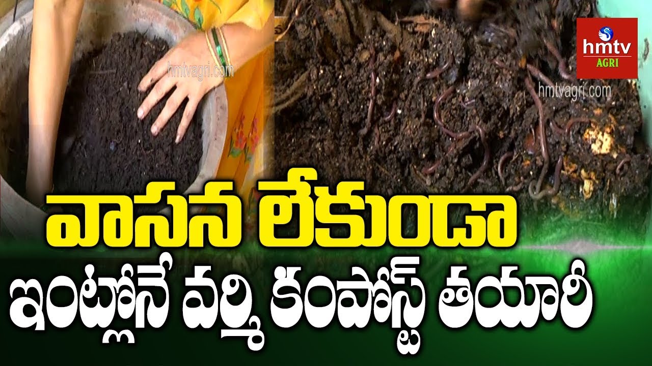మిద్దె తోట సాగులో వానపాముల అభివృధ్ధి | Vermicompost Making | hmtv Agri