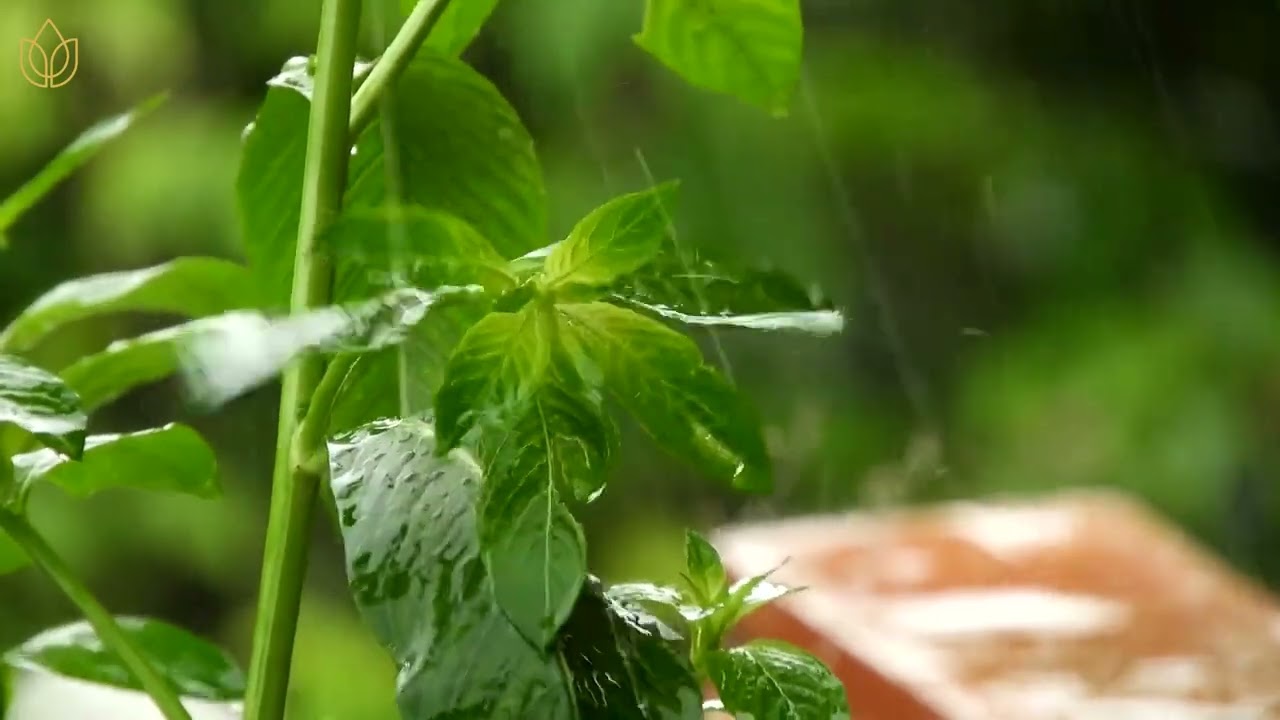 Soft Smooth Rain | Healing through Sounds: Beat Insomnia & Anxiety