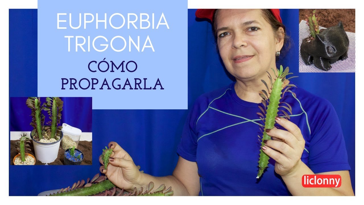 Euphorbia Trigona / Árbol africano de leche. Cómo propagarla. liclonny