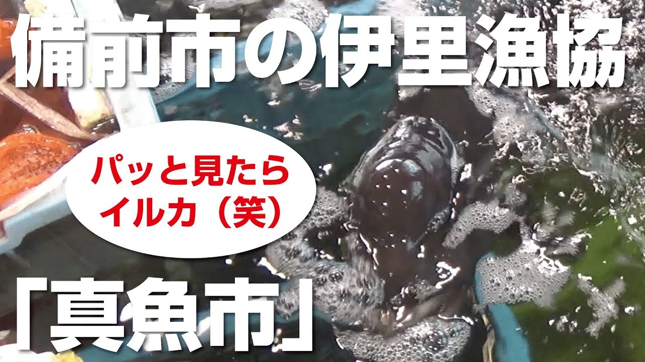 伊里漁協の「真魚市」に行ってみた！【直売所シリーズ】