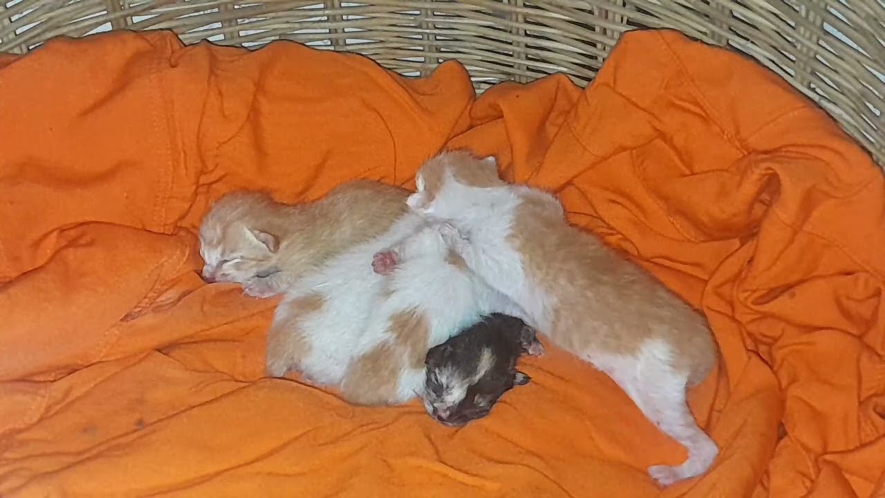 Welcome the newborn baby kittens coming today they are so cute