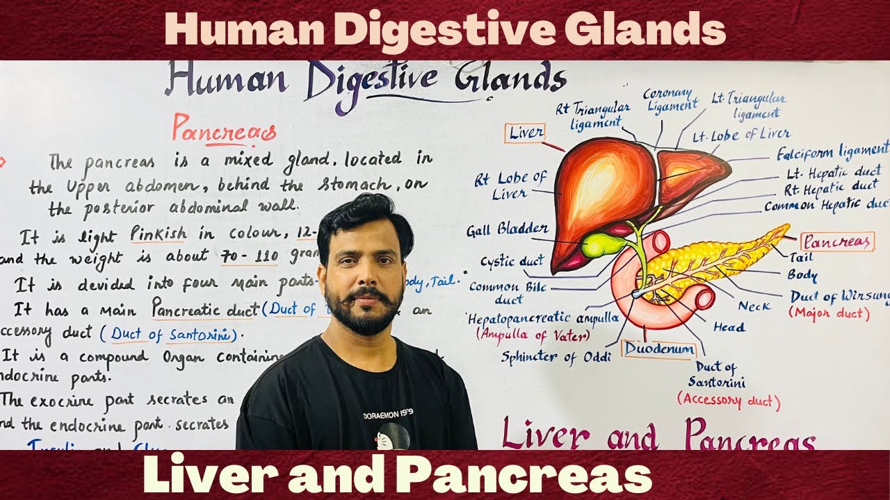 Digestive Glands in hindi | Liver ans pancreas|Human physiology | Digestive system | neet/ncert