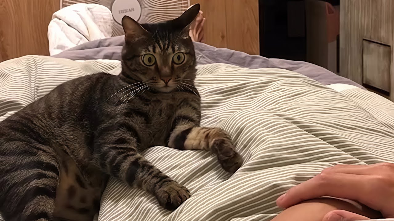 Bonkers Cats