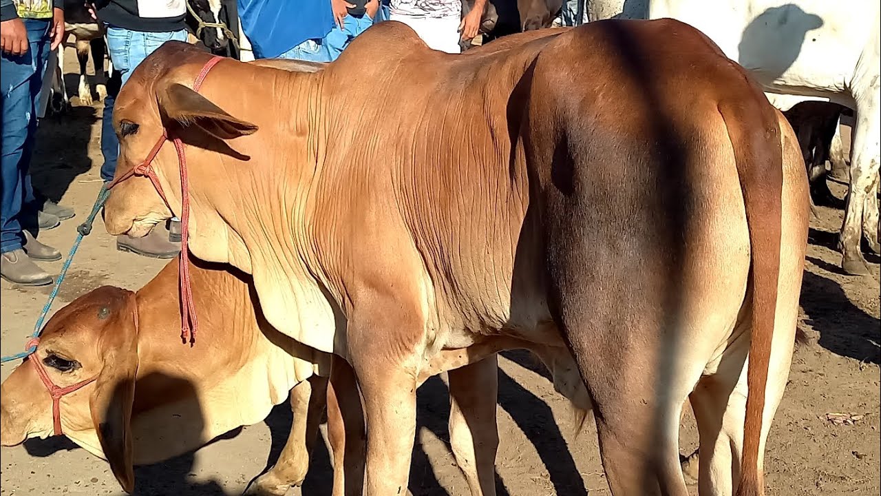 Feira de Gado Posto Alto Serra Pe.15/03/26