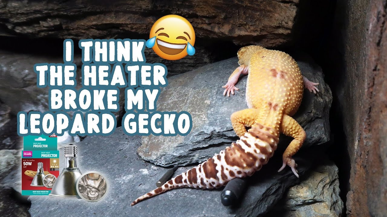 Полный обзор проектора Deep Heat + советы по установке | LEOPARD GECKO