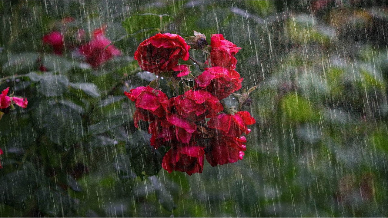 Gentle Forest Rain for Deep Sleep 🌧️ | 1 Hour Moving Nature Scene | No Thunder