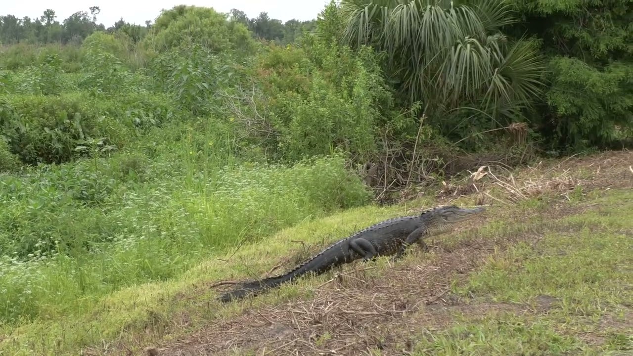 Gator attacking another gator May 11 2025