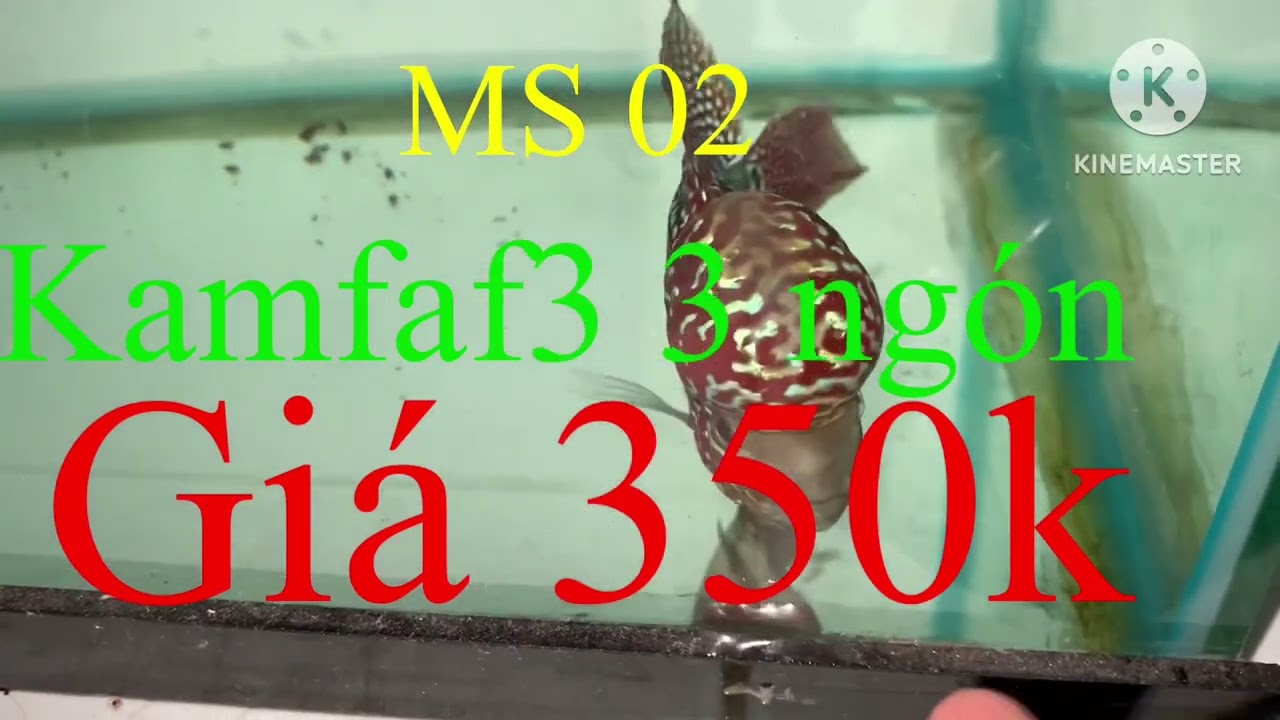 01-04-2024 lên 8 bé cá la Hán Kamfaf3 rẻ đẹp ae tham khảo Zalo 0342936440 la Hán Tân phạm