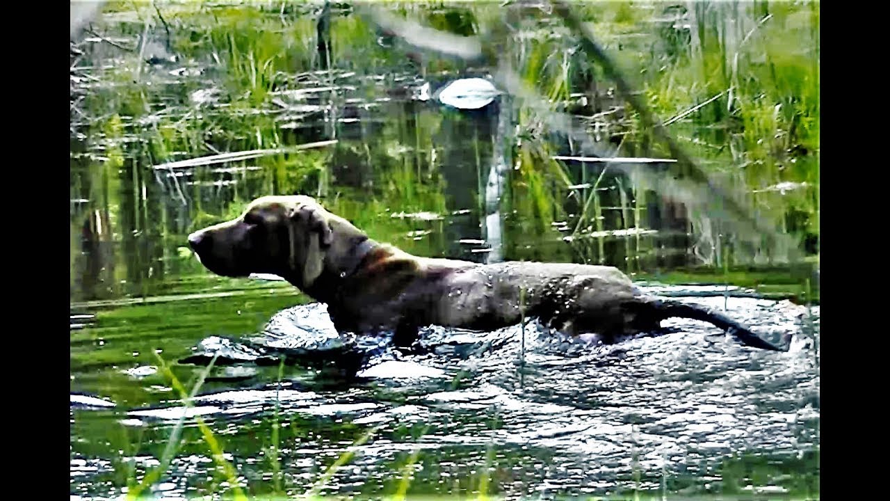 Wyżeł przed sezonem...