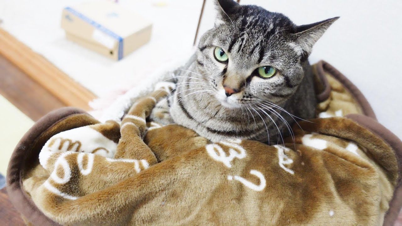 八つ当たりされたのでさりげなく仕返しをするねねこ！