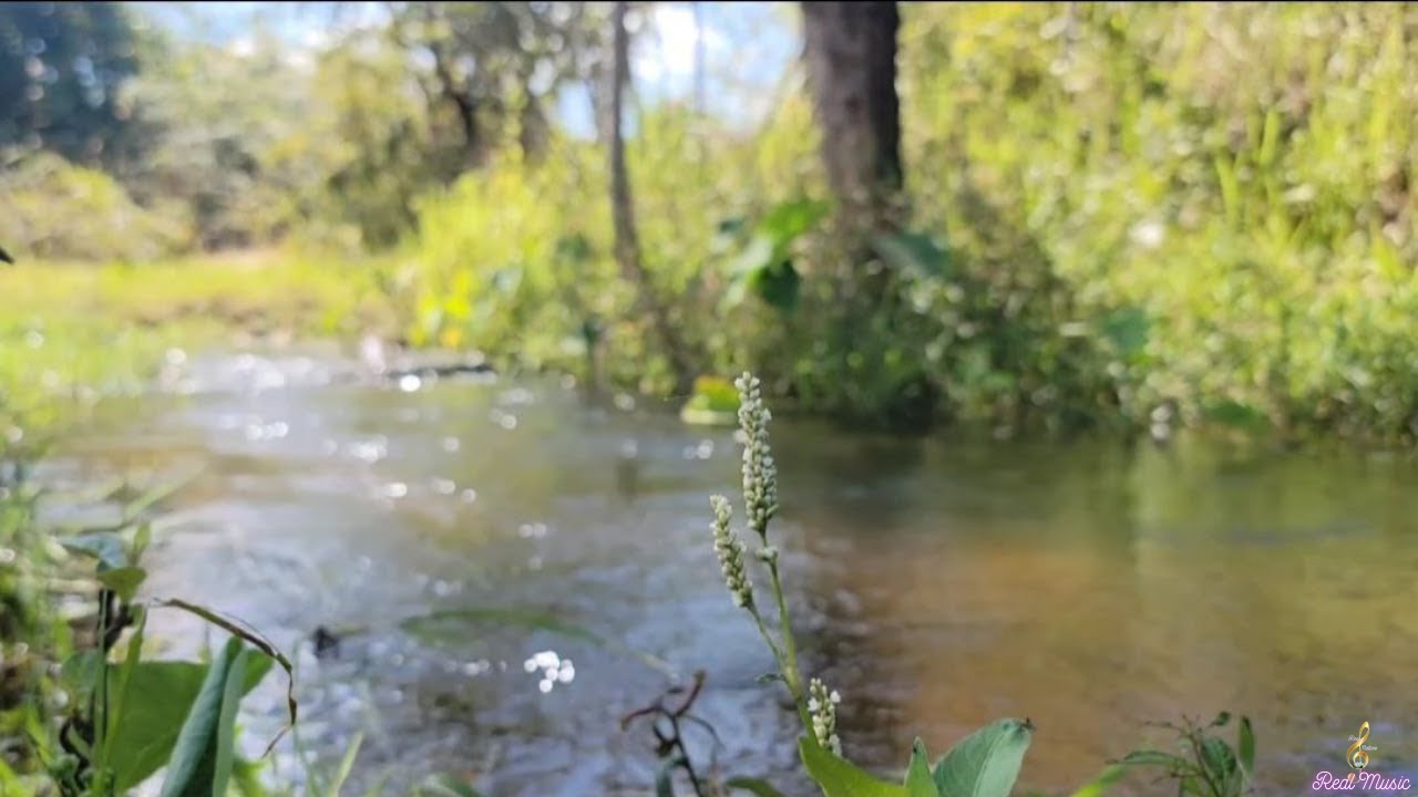 flowing water Music​​ : Relaxing Music ; sleep Music ; Smoothing Music ; Bird Sound : Flowing Sound