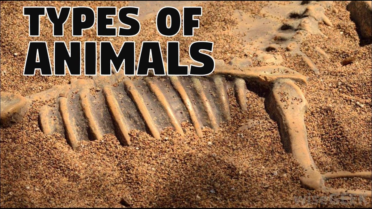 Types of Animals- A Deeper Classification of Animals