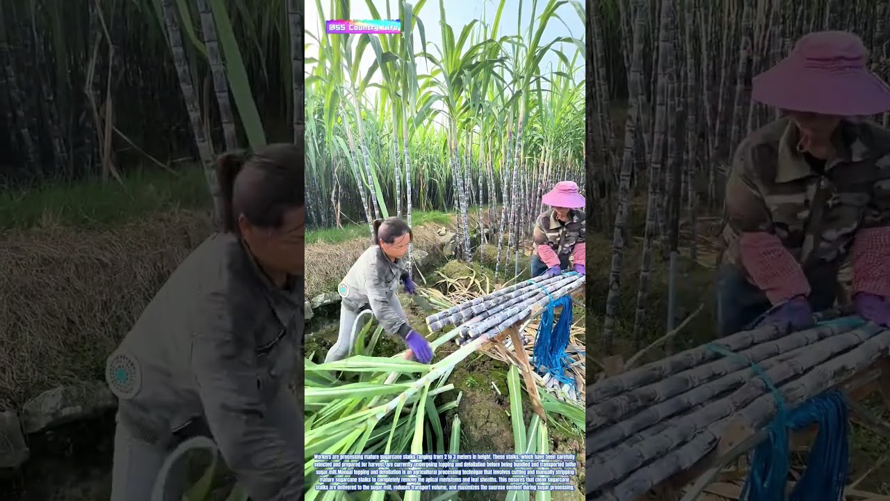 Sugar on Fire: How Topping Transforms Overgrown Canes into Mill-Ready Harvest Stalks