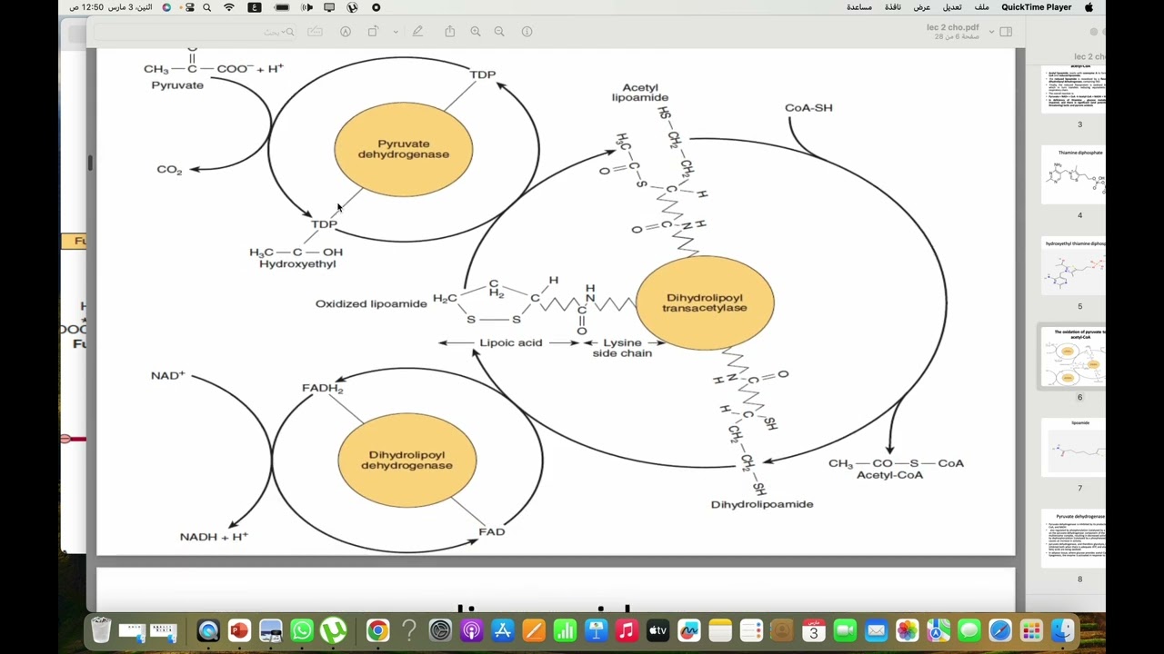 citric acid cycle