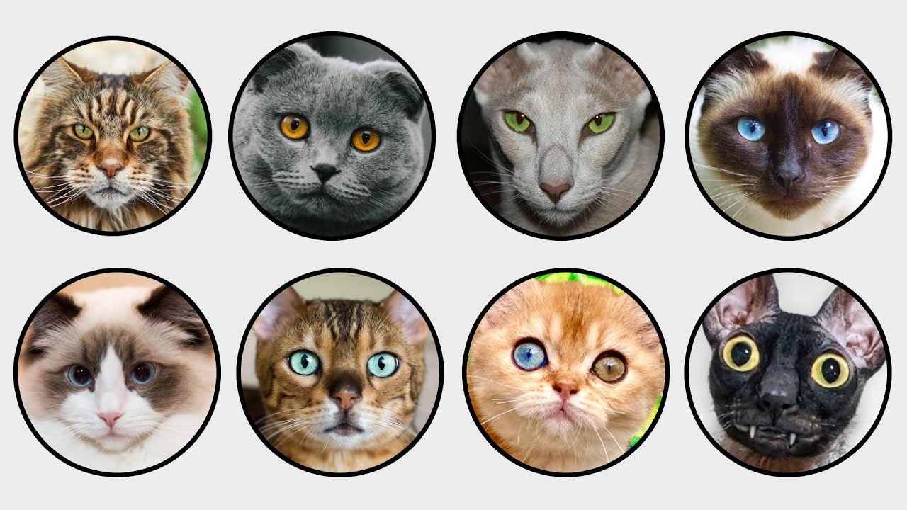 Every Cat Breed Explained &mdash; You Won&rsquo;t Believe No.7