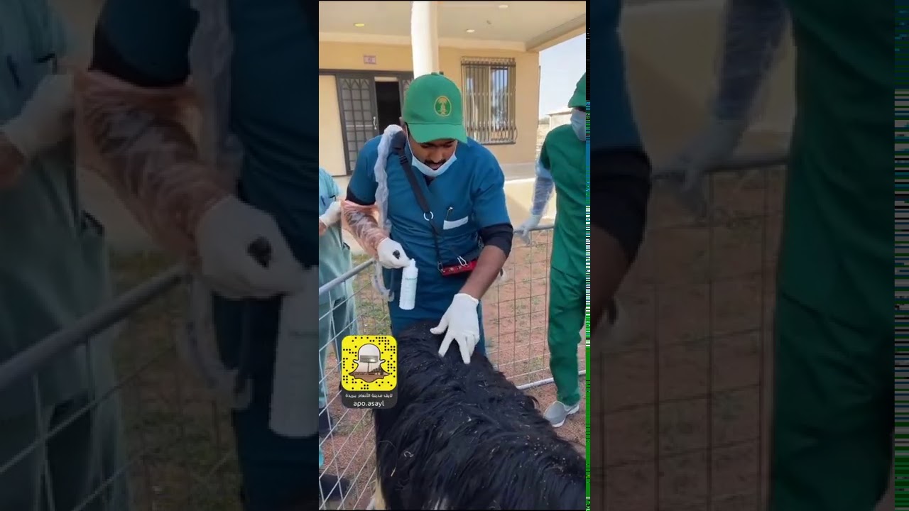 الدورة التدريبة لفحص المواشي بـ