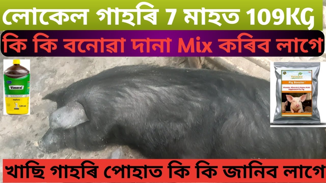 Pig Farm In Assam//local khasi gahori/বনোৱা দানা খোৱাই লোকেল খাছি গাহৰি ৭ মাহত ১০৯kg কৰিলো।
