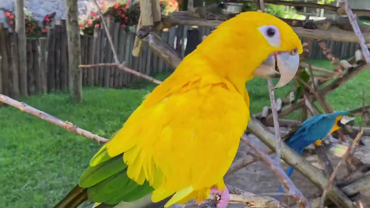Papagaio-verdadeiro “fêmea”Nika, quase bicou a Dona Laura /  ROTINA DAS AVES DO  CRIADOURO 🤣😂