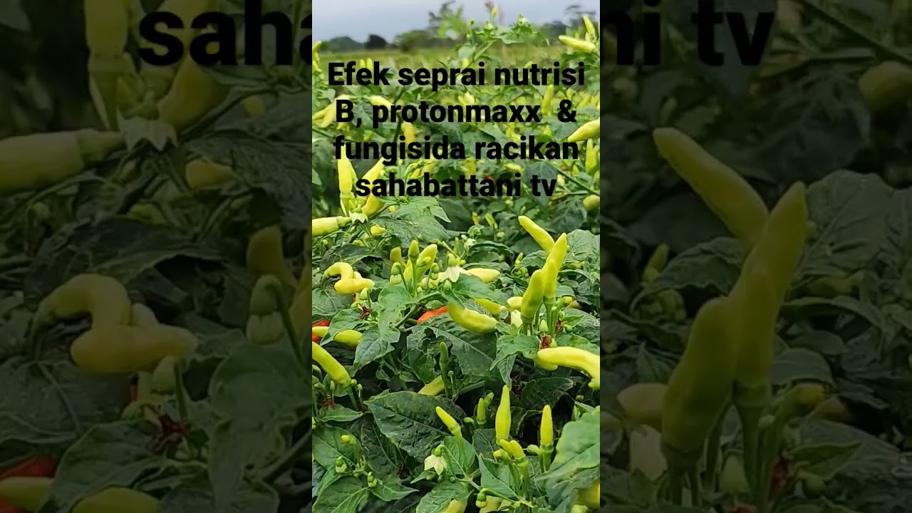 Obat patek cabai fungisida racikan sahabat tani tv