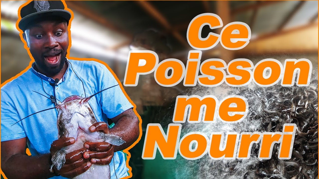 COMMENT FAIRE LA PISCICULTURE HORS SOL : DOUALA  CAMEROUN MBOA FISH | Dupleix Mbodah