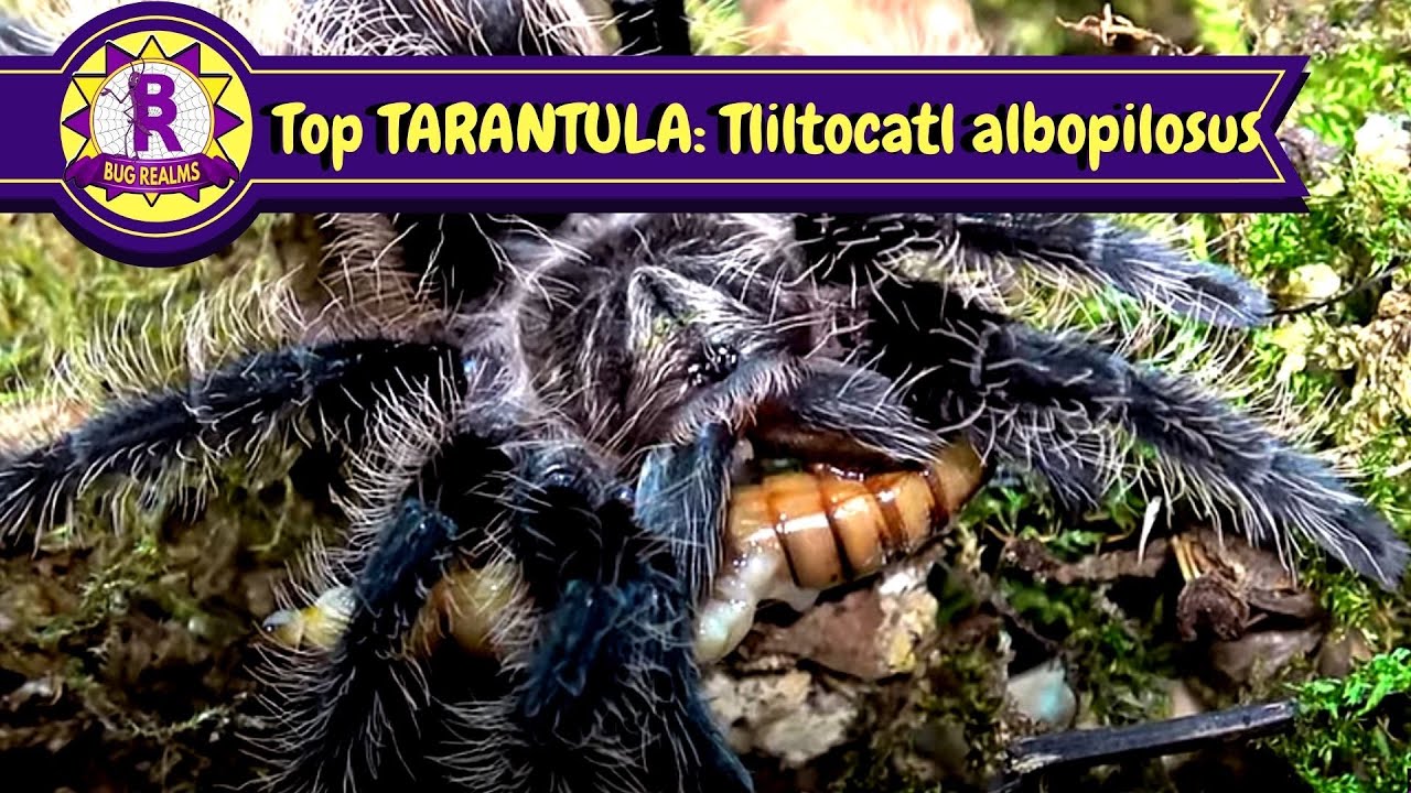 Top Tarantula? Tliltocatl albopilosus - Curly Hair Tarantula