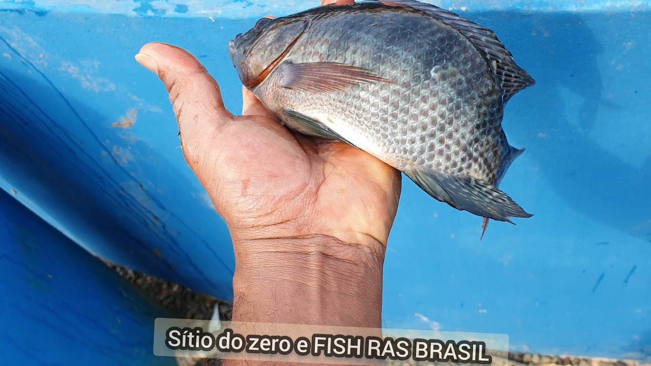 Nossa primeira despesca. tilapia com 9 meses. oque eu fiz de errado? 🤦🏾‍♂️