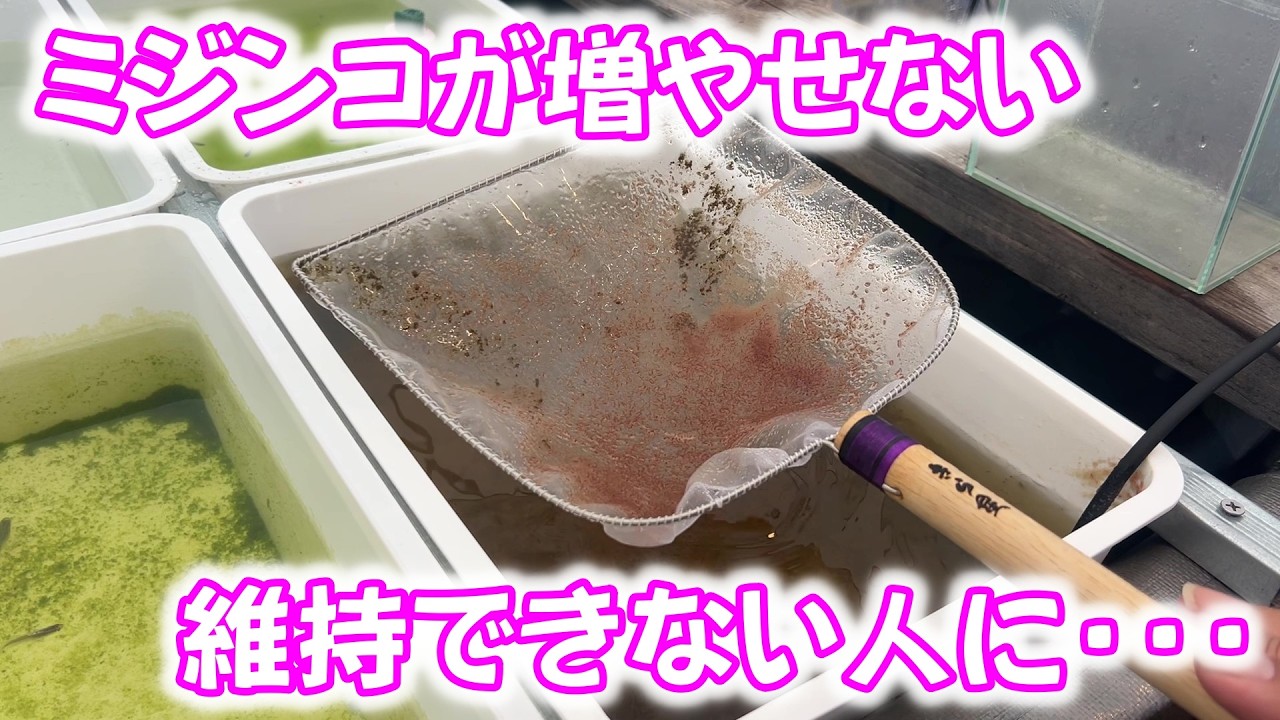 【めだか】ミジンコを増やすためにそして維持するために必要な事。Ｂ型おやじ　2026年　2月　12日　投稿
