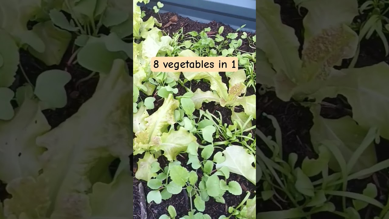 Polyculture 8 l&eacute;gumes en 1 #Polyculture #gardening #garden #jardin #potager #vegetables #shorts