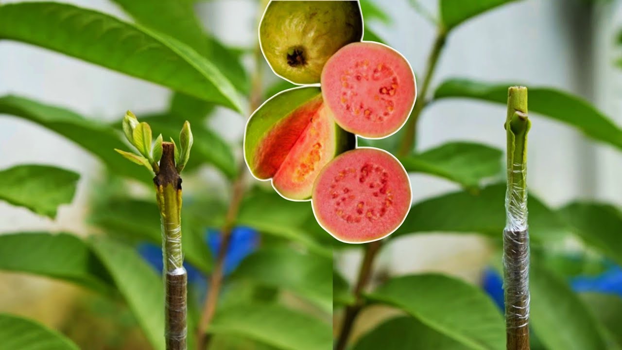 guava tree side Grafting /अमरूद/पेरू के पेड़ पर बाजू कलम