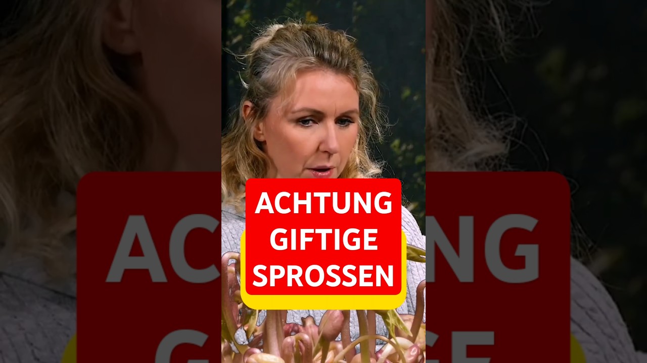 GIFTIGE SPROSSEN #sprouts #sprossen #rohvegan #roh #gesundeern&auml;hrung #gef&auml;hrlich #heiligeern&auml;hrung