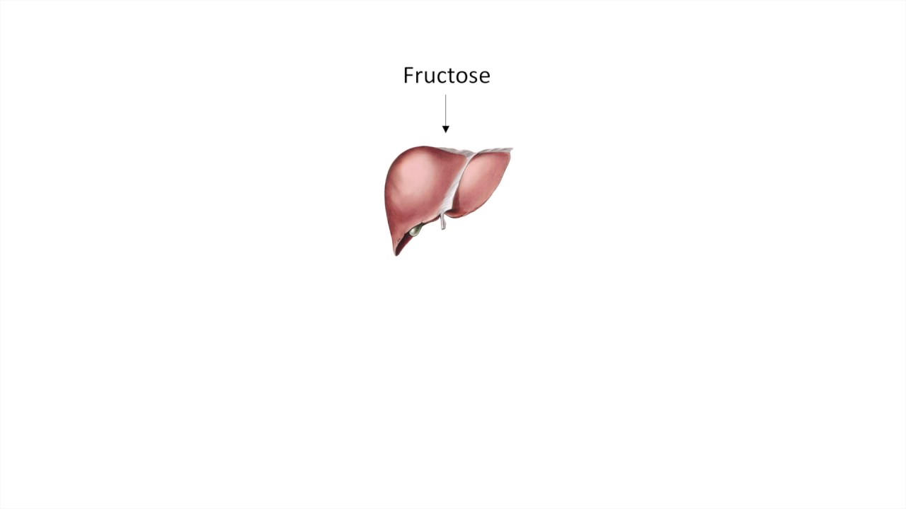 The Role of Fructose and Sucrose in Sport Drinks