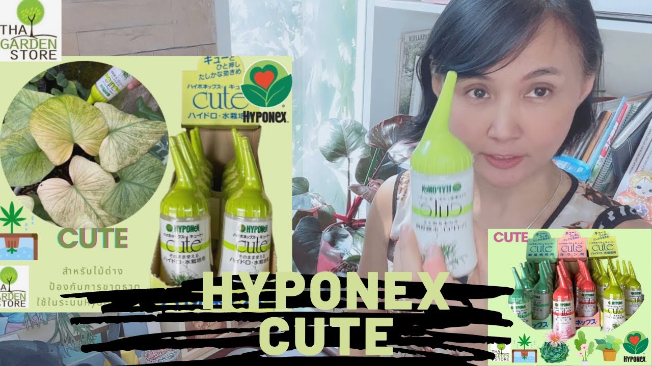 Hyponex CUTE การใช้งานง่ายๆที่ผลลัพธ์แบบมืออาชีพ ใช้งานง่ายๆที่บ้านของท่านค่ะ